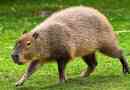 Capybara (dodávky vody)